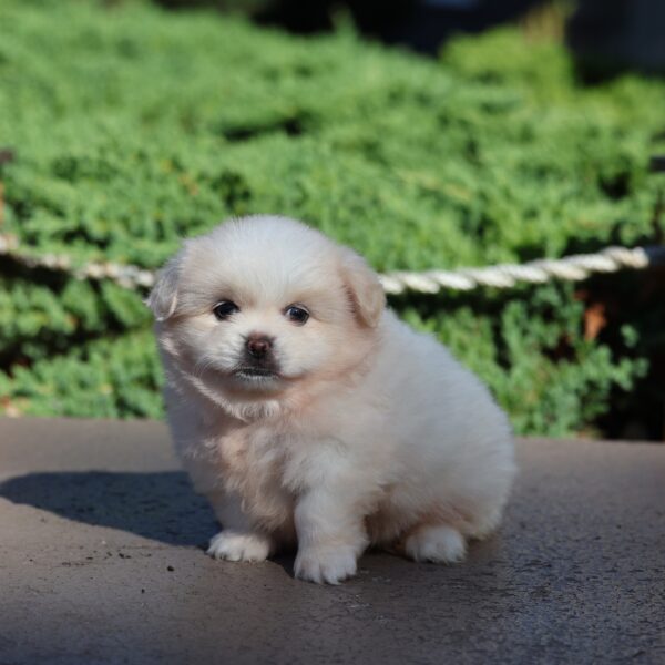 peekapom puppies for sale