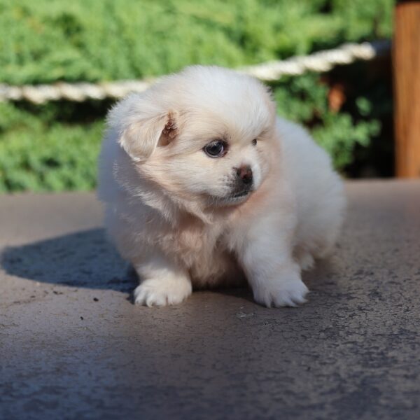 pekingese and pomeranian mix