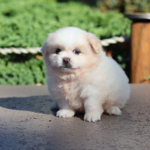 pekingese pomeranian mix