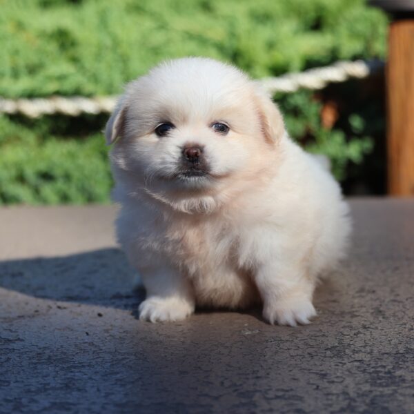 pekingese pomeranian mix dog