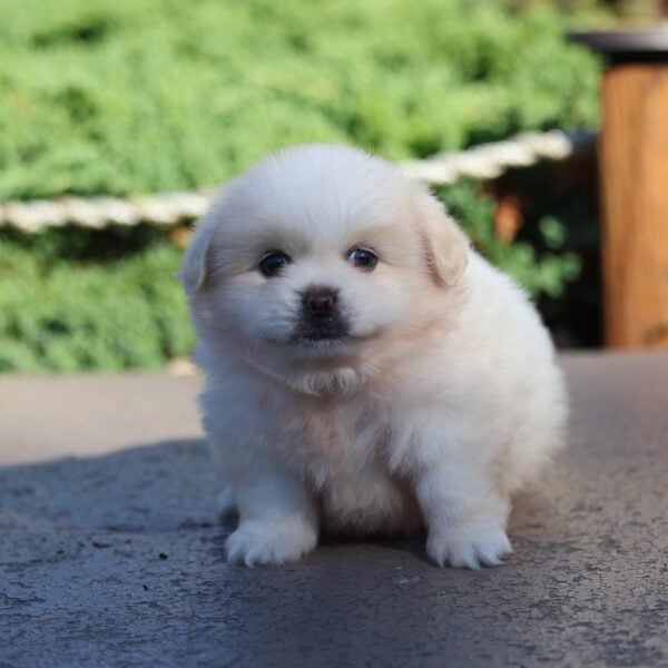 pomeranian and pekingese mix