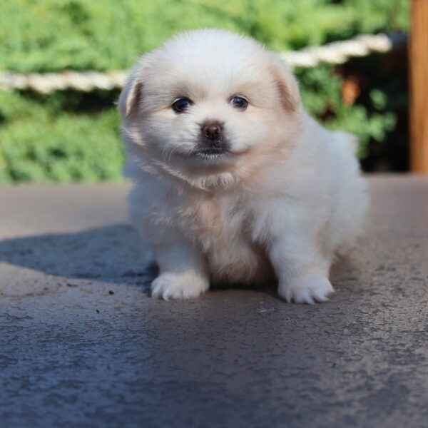 pomeranian mix pekingese