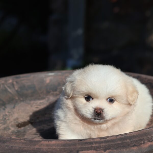 pomeranian mix with pekingese