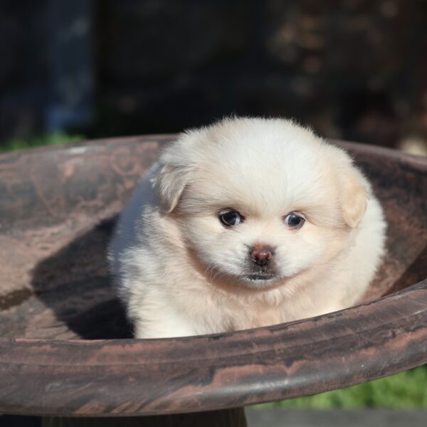 pomeranian mixed with pekingese