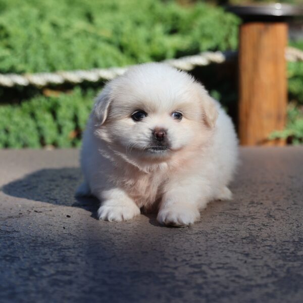pomeranian pekingese mix