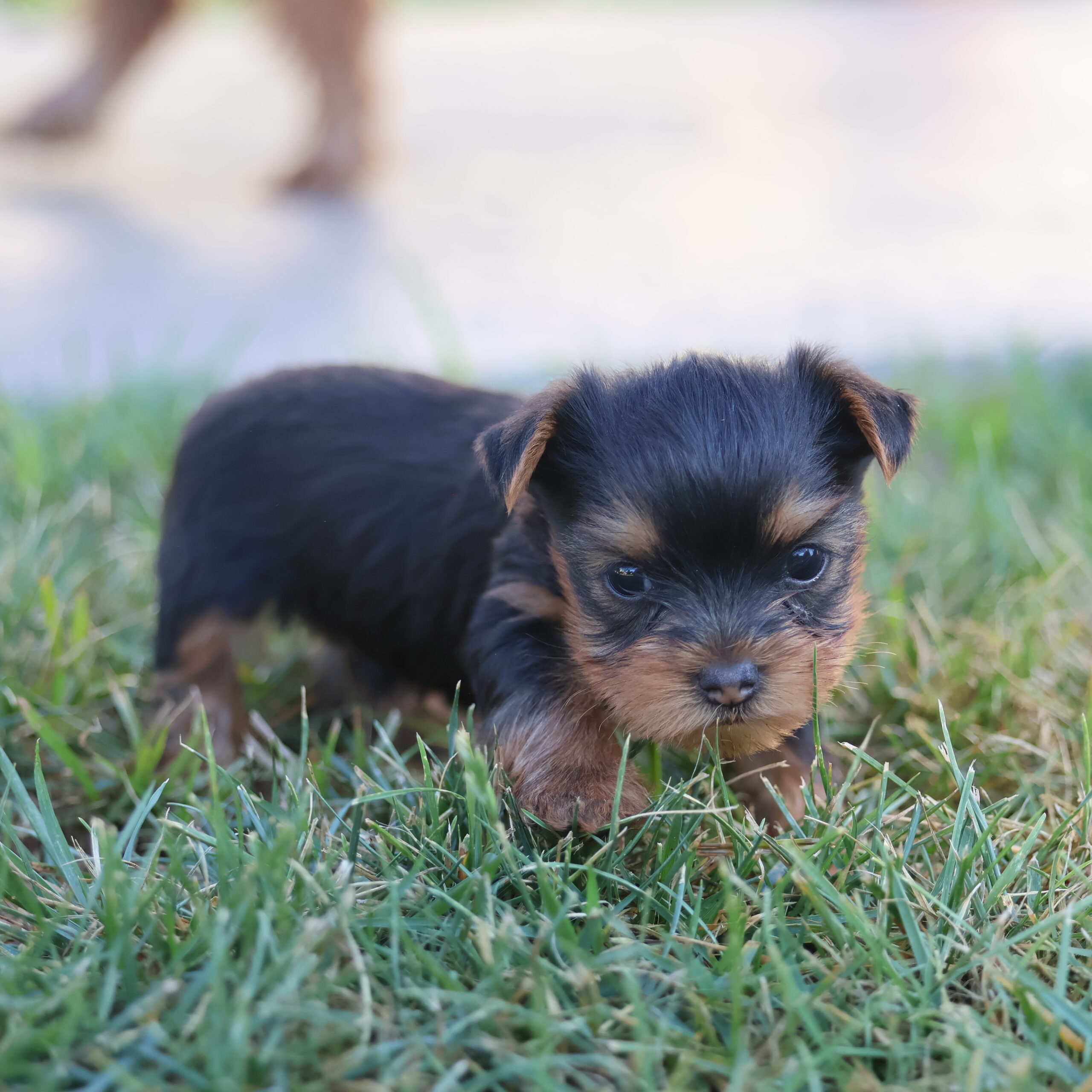teacup and yorkie