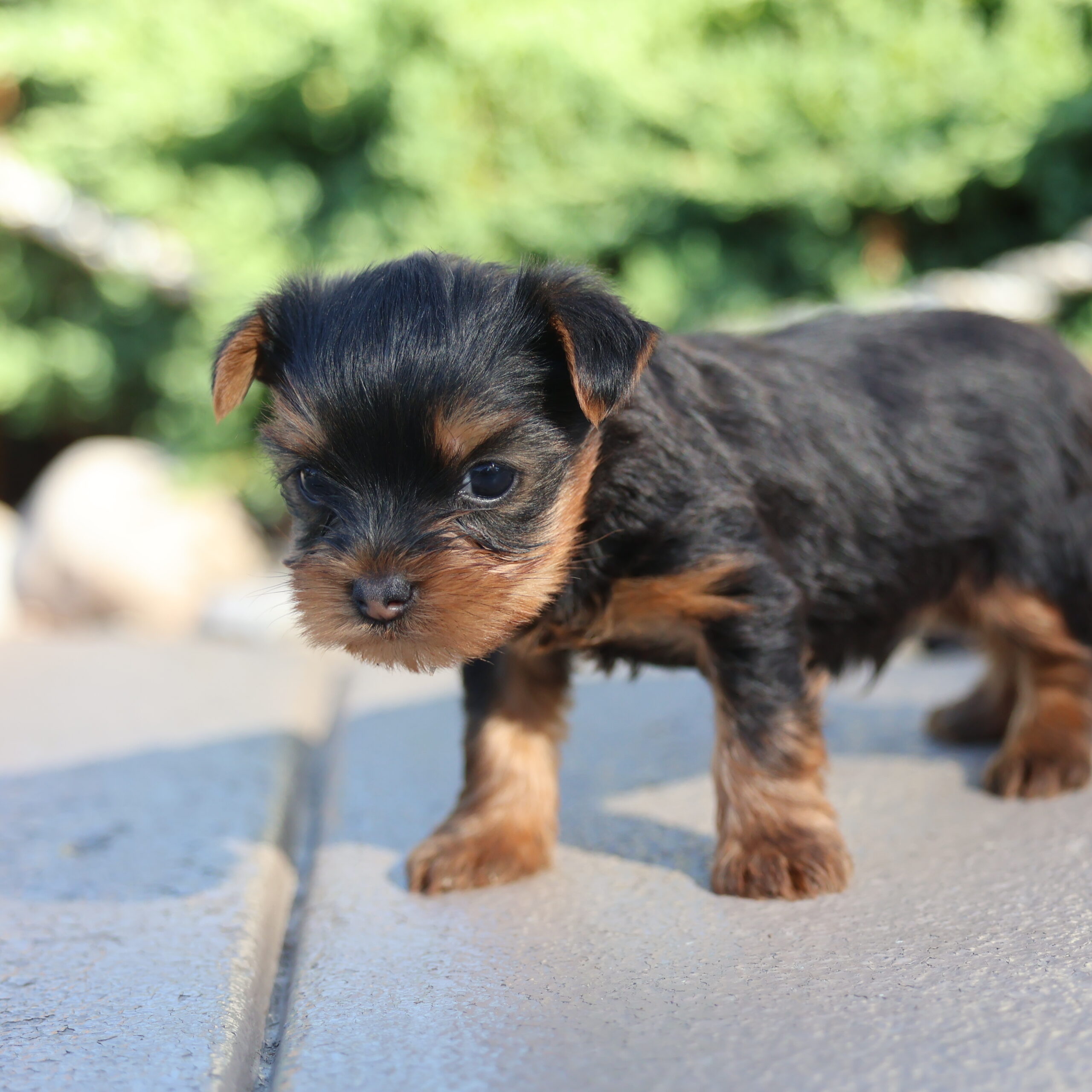 teacup yorkie for sale