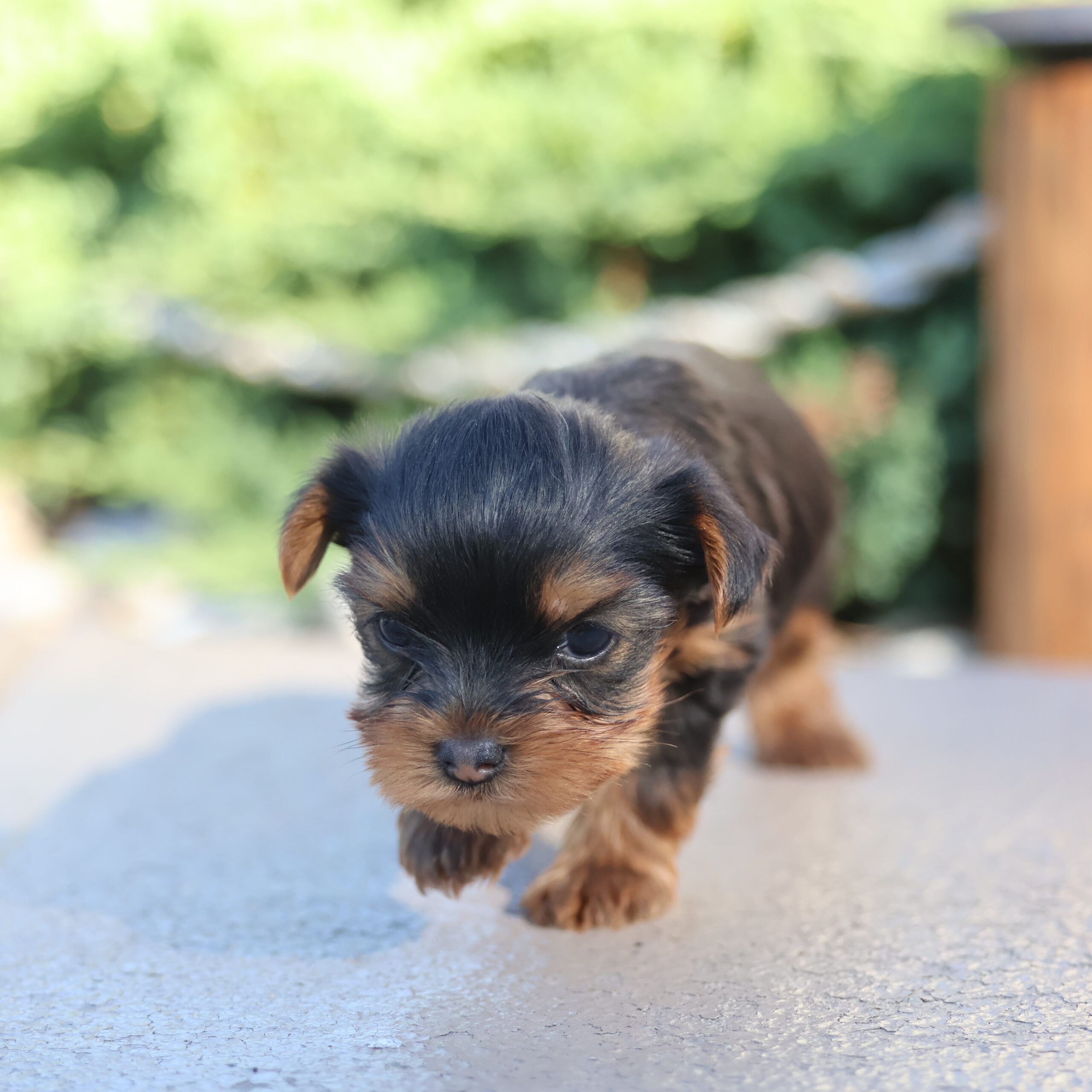 teacup yorkie puppies for sale near me