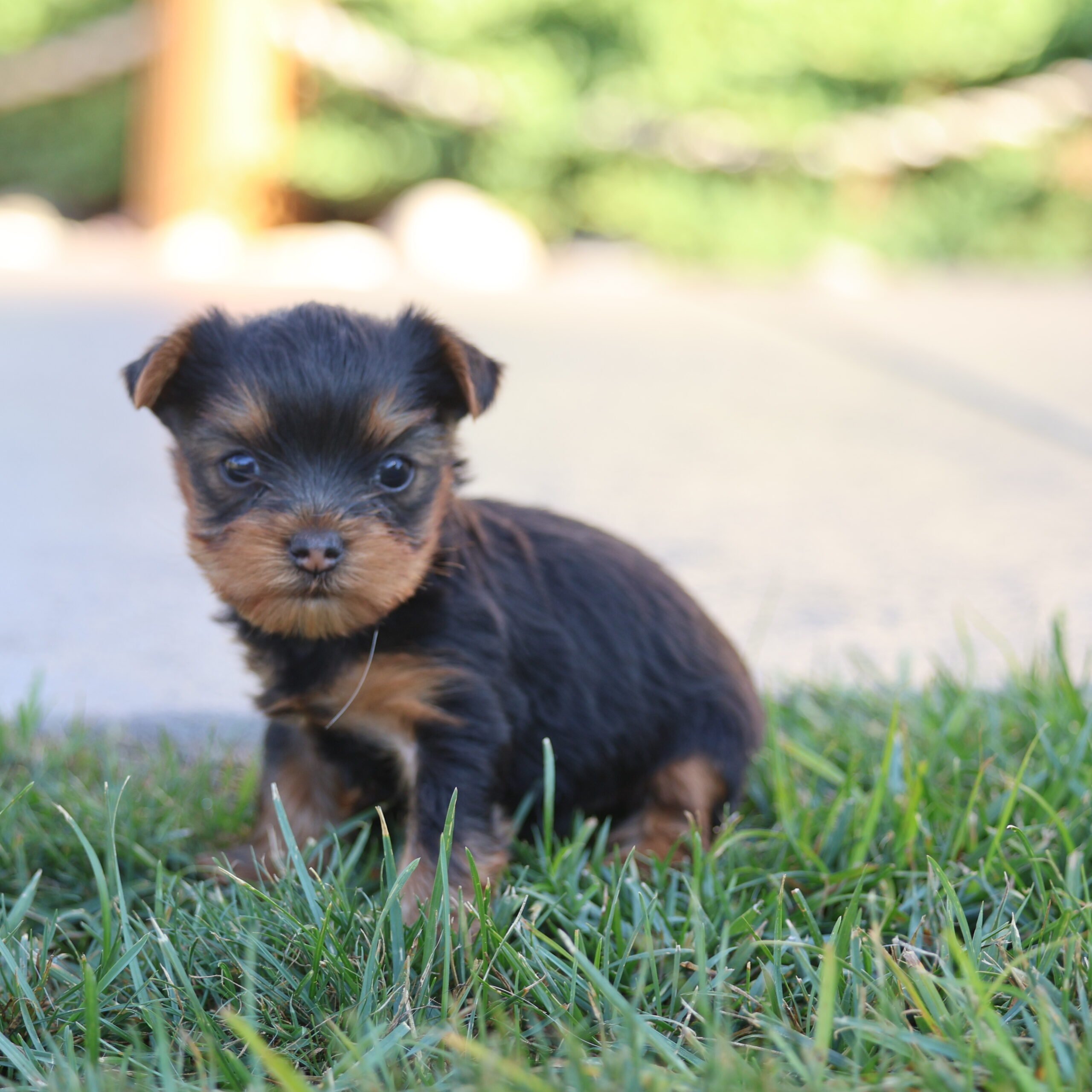 teacup yorkie