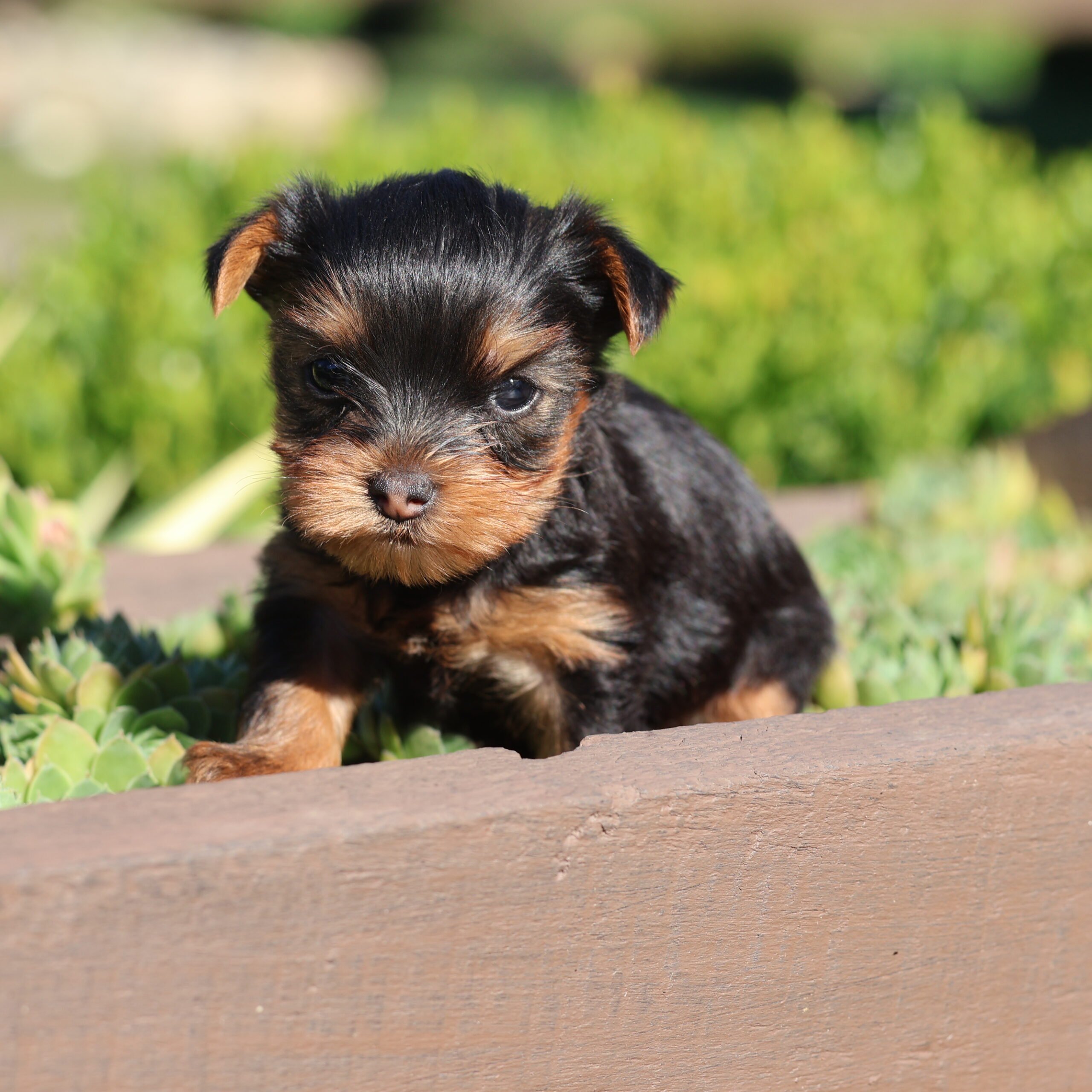 teacup yorkies for sale near me