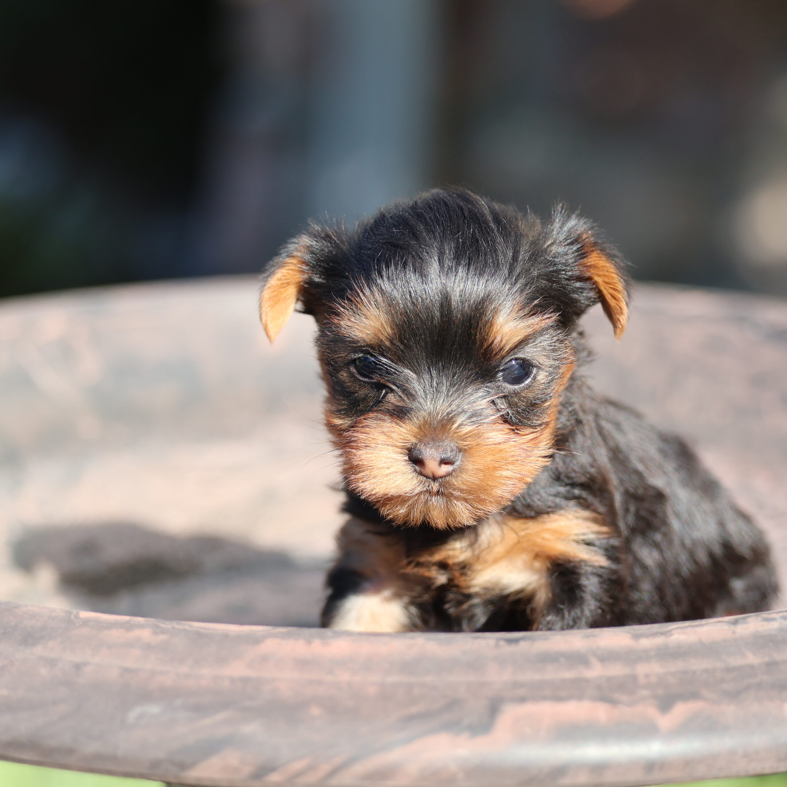 teacup yorkies for sale