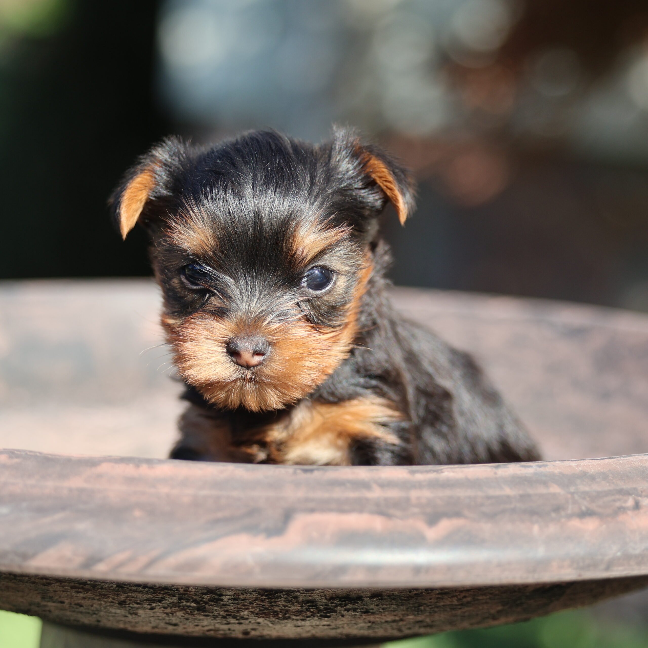 teacup yorkies
