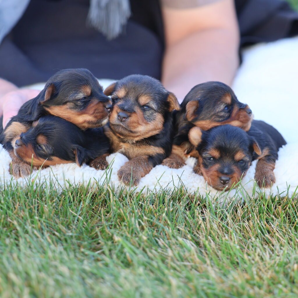 teacup yorkshire terrier puppies