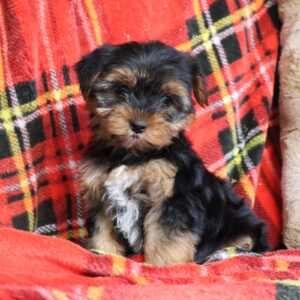 yorkie puppies for sale near me