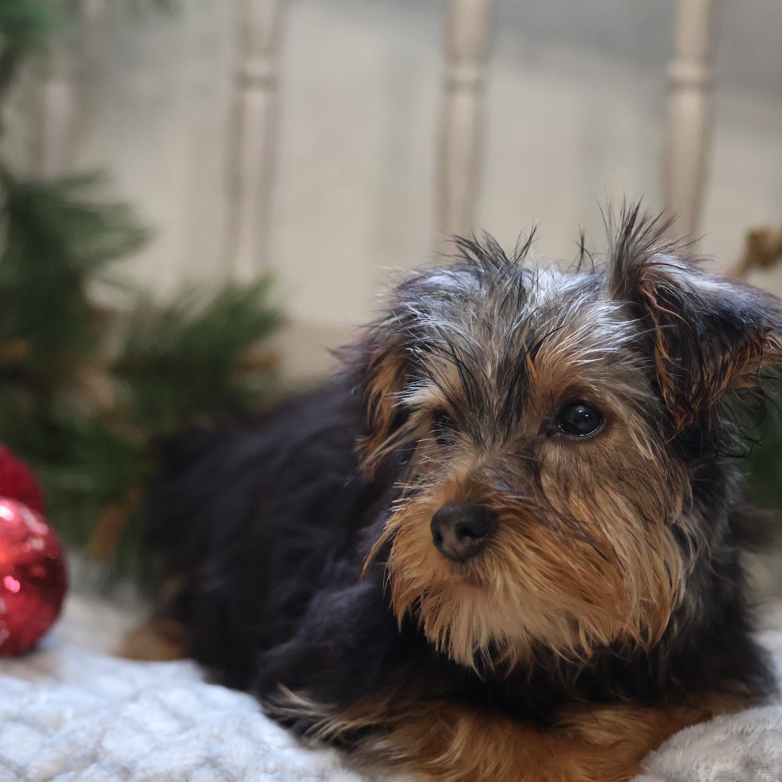 yorkie puppies near me