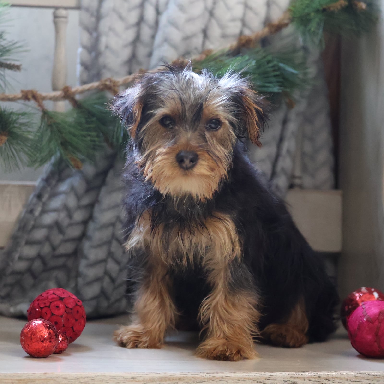 yorkie puppy