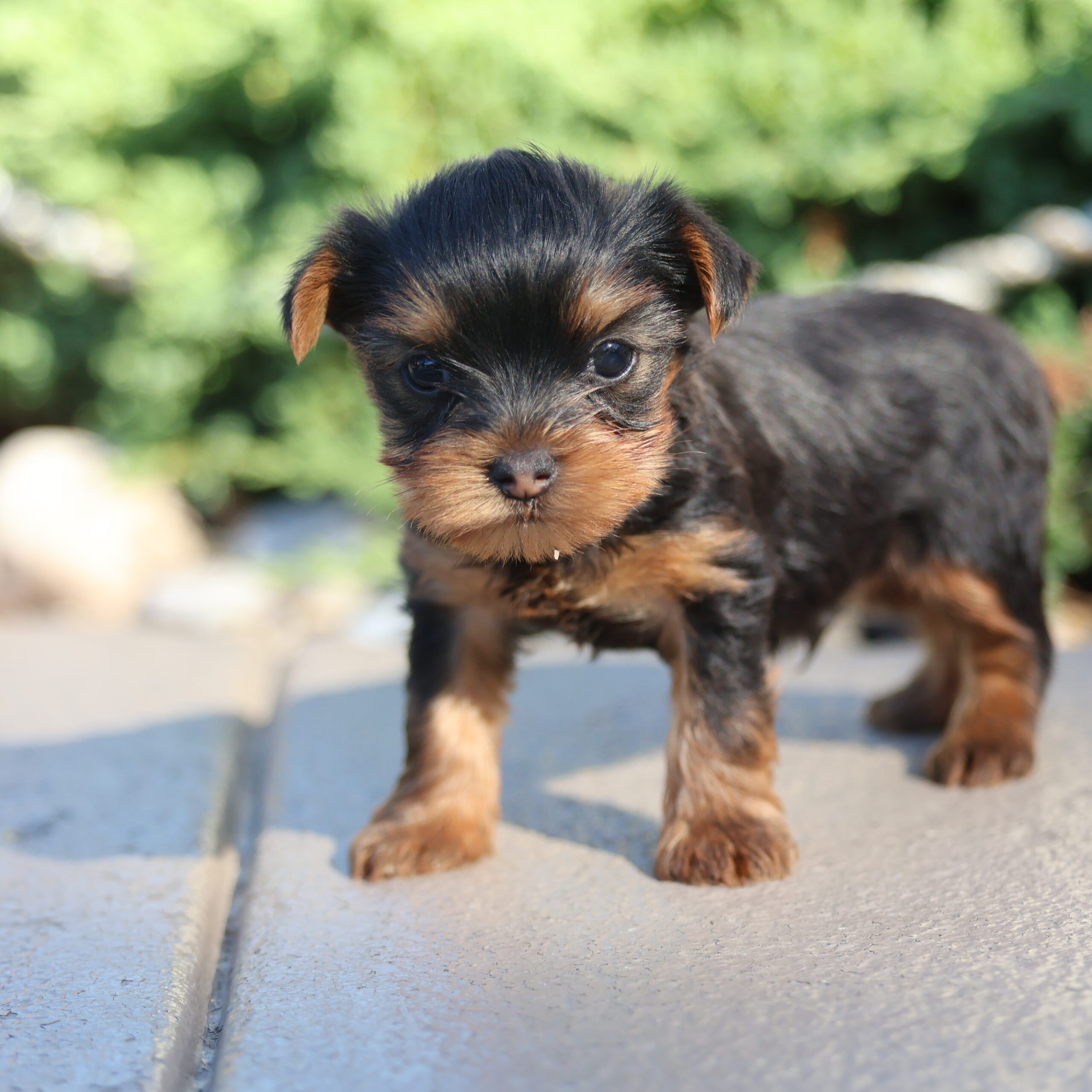 yorkie teacup dogs