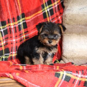 yorkie yorkie puppies
