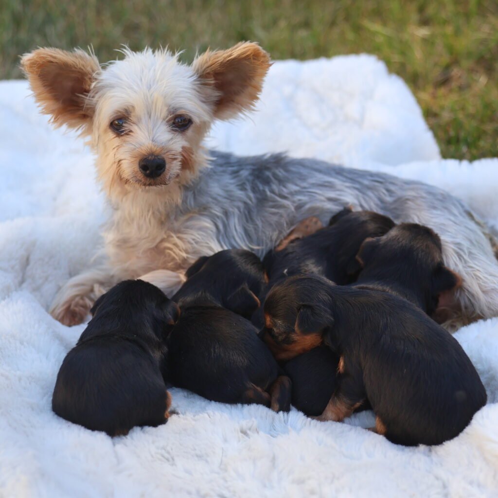 yorkshire terrier breeders