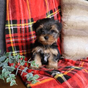 yorkshire terrier puppies for sale near me