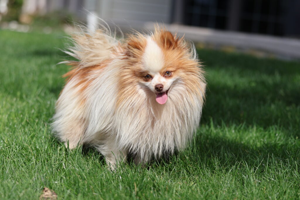 pomeranian male