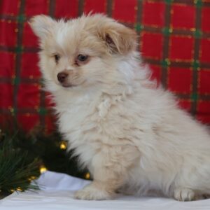 maltese pom mix puppies