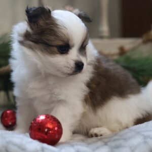 maltipom