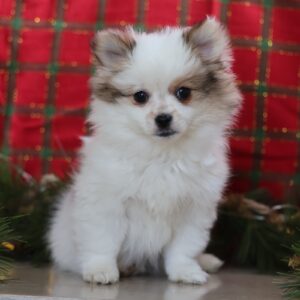 pom and maltese