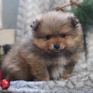 pomeranian puppies for sale