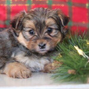 pom yorkie mix for sale