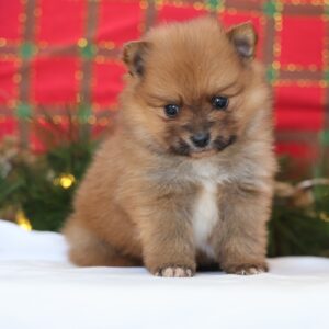 pomeranian dog puppy