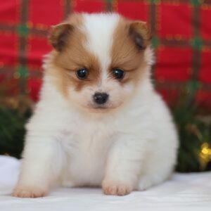 pomeranian puppies for sale near me