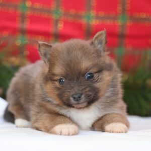pomeranian puppies near me