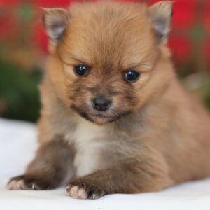 pomeranian puppy breeders