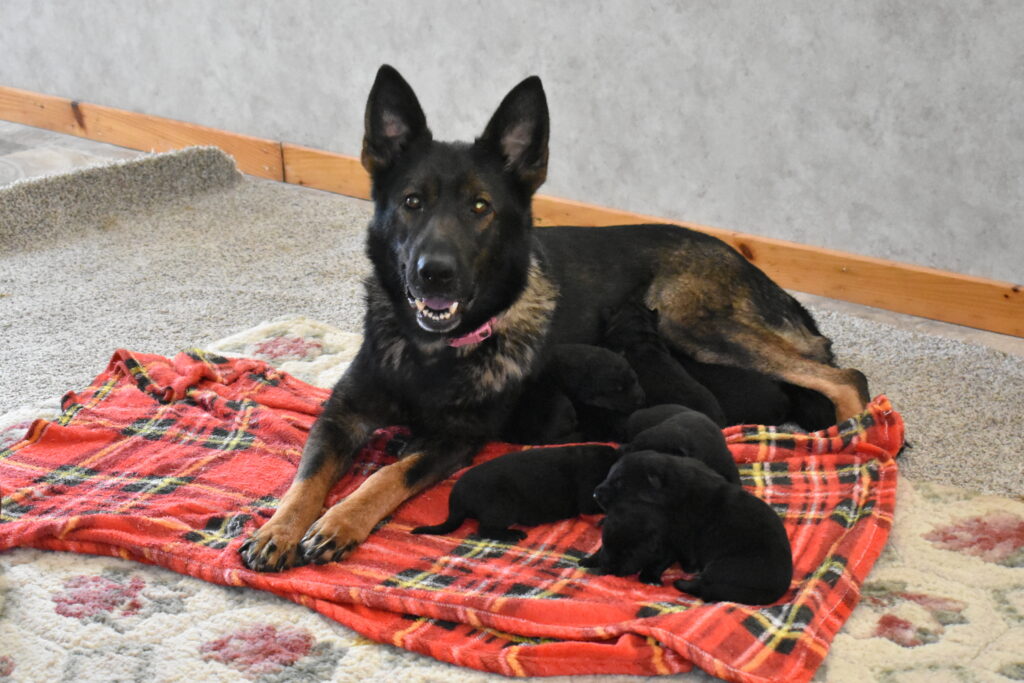 German Shepherd Puppies