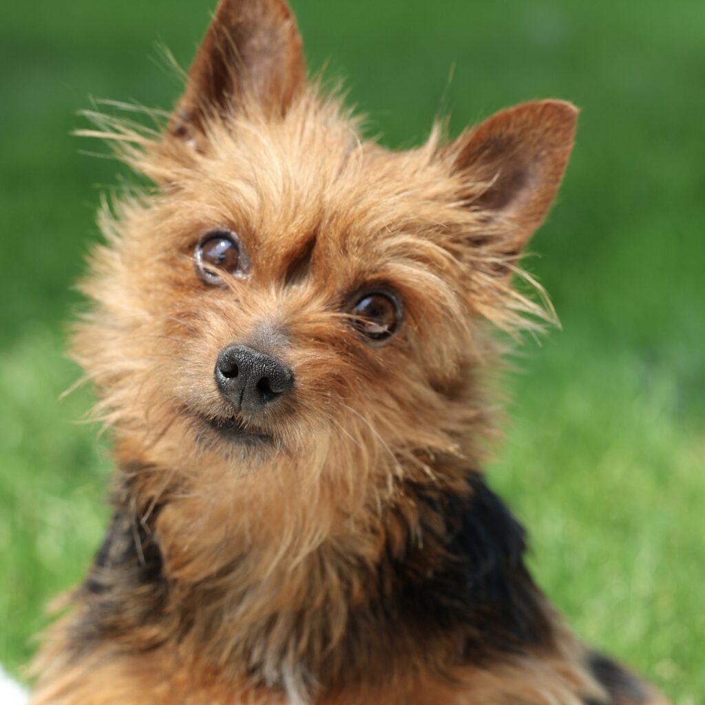 Adult Yorkie Izzy