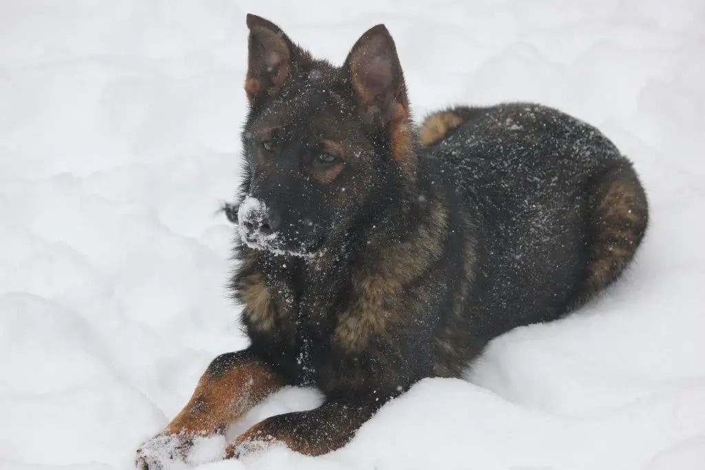 German Shepherd Adult Luna