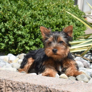 Yorkshire Terrier Puppies For Sale Near Me hilltop puppies