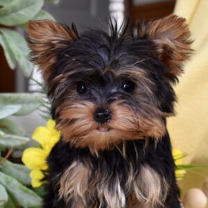 teacup yorkies for sale