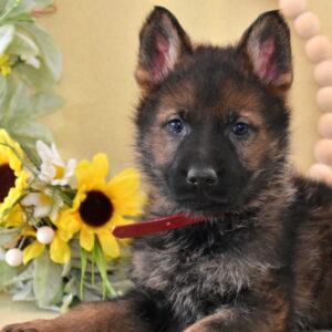 german shepherd near me