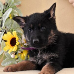 german shepherd puppies for sale near me