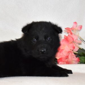 german shepherd puppies for sale near me