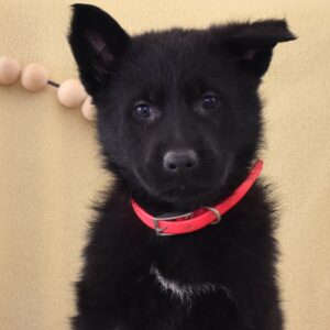 german shepherd puppy
