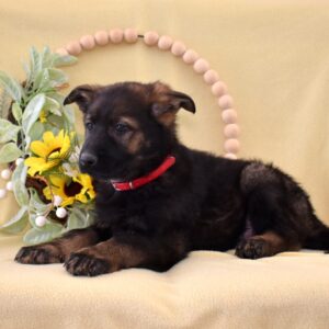 german shepherd puppy german shepherd