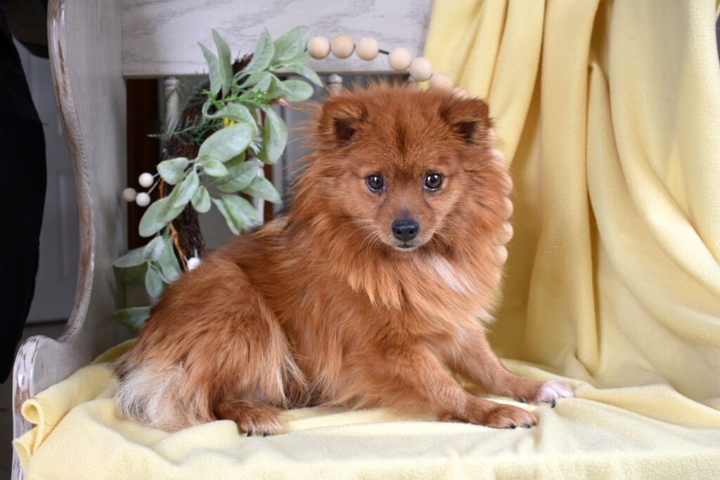 adult pomeranian tootsie