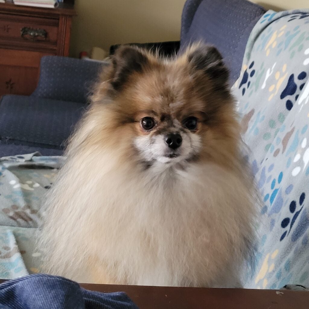 adult pom