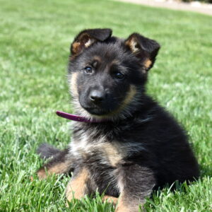 female german shepherd puppy for sale near me