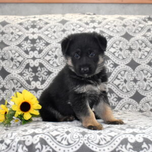german shepherd black