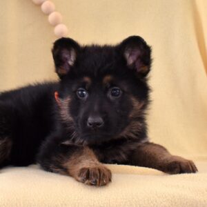 german shepherd puppies pa