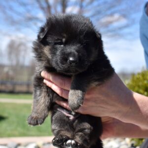 german shepherd puppy lancaster